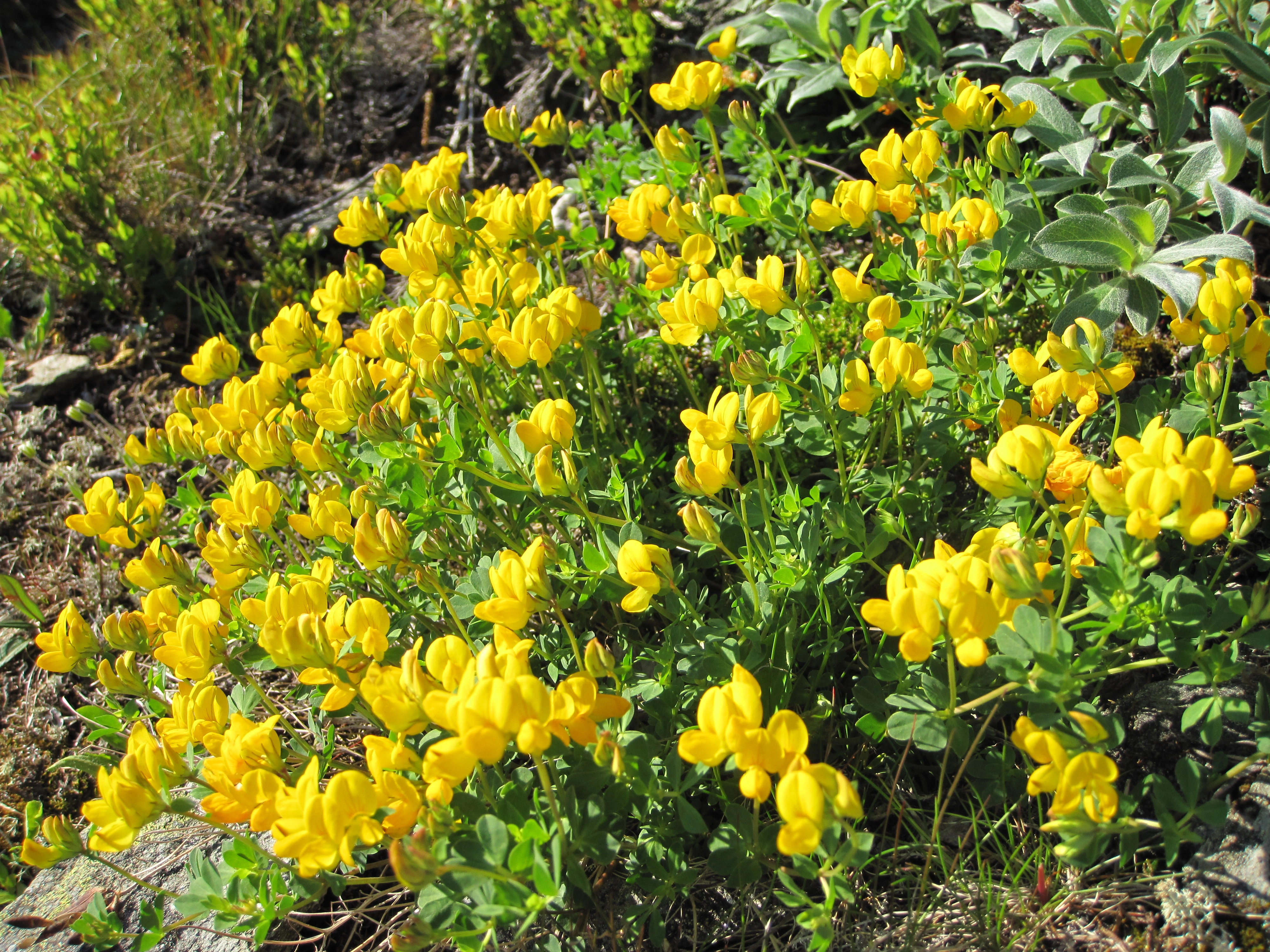 : Lotus corniculatus.