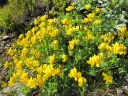 : Lotus corniculatus.