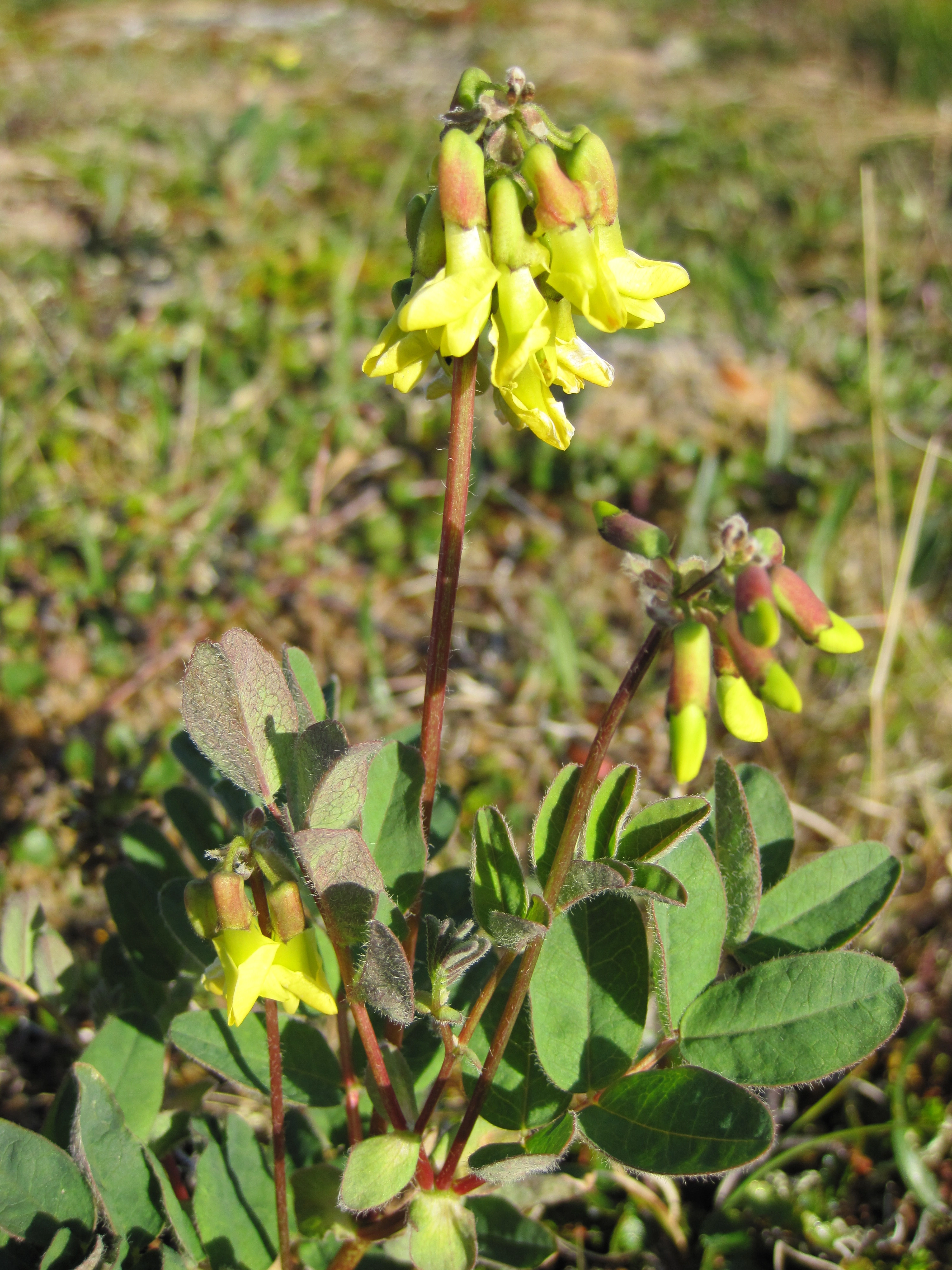 : Astragalus frigidus.