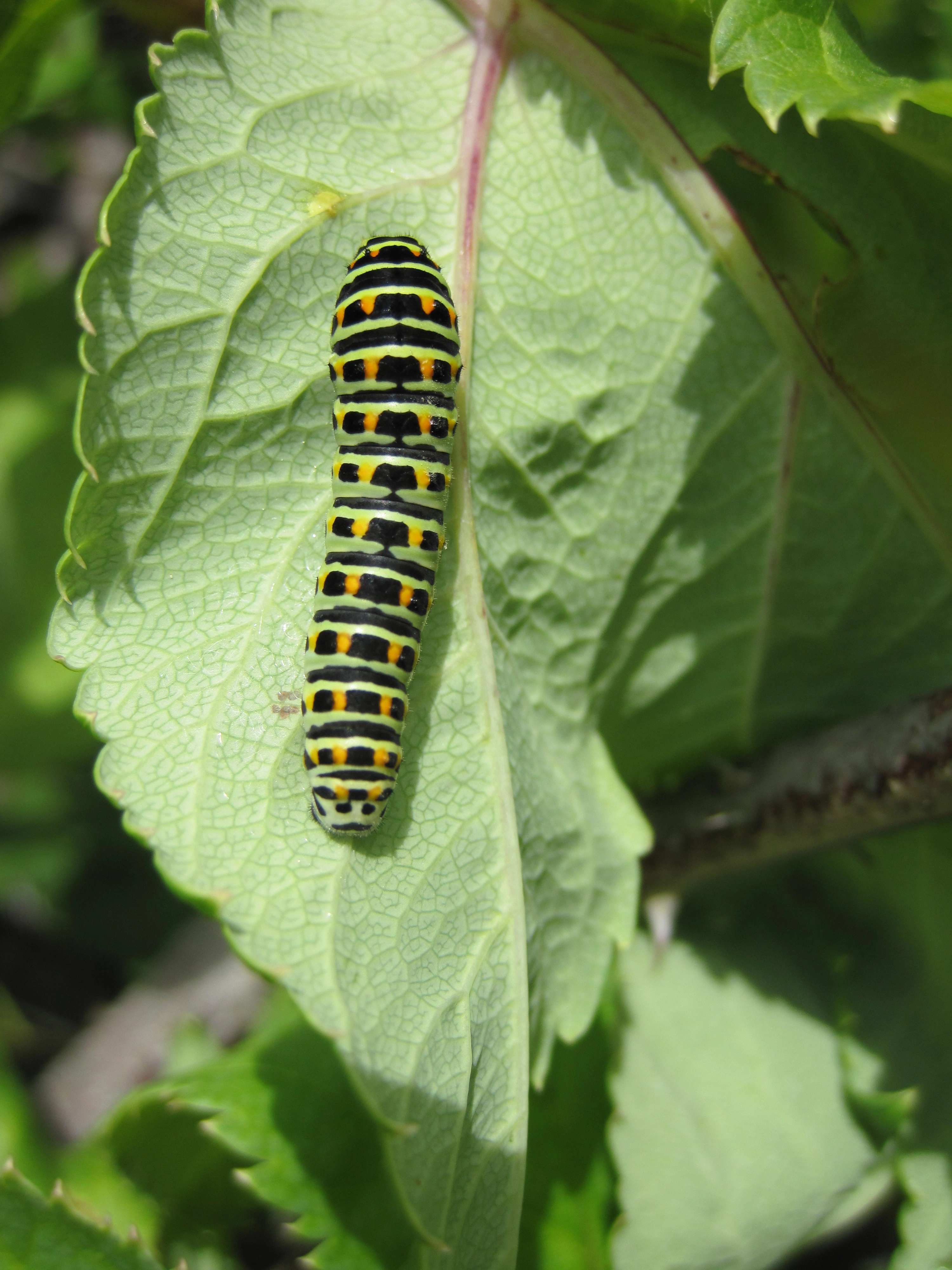 : Papilio machaon.