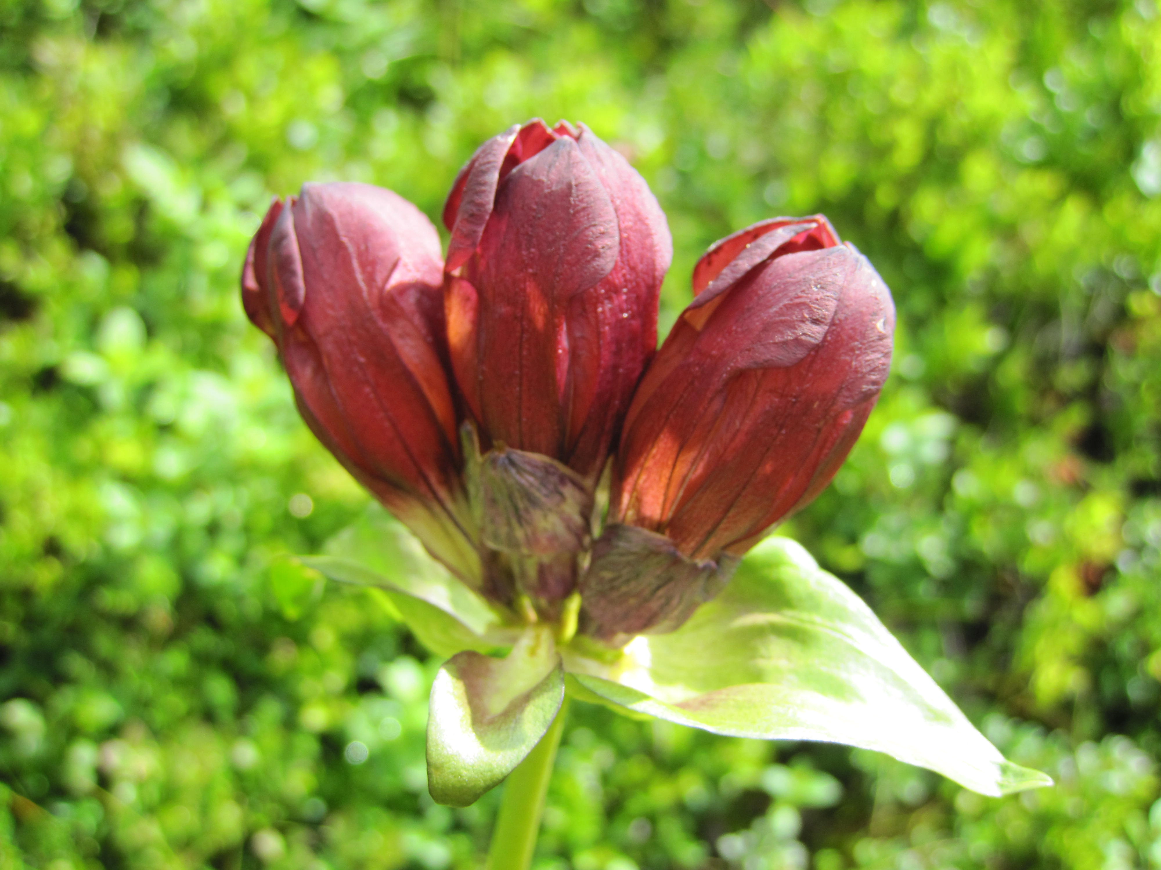 : Gentiana purpurea.