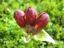 : Gentiana purpurea.