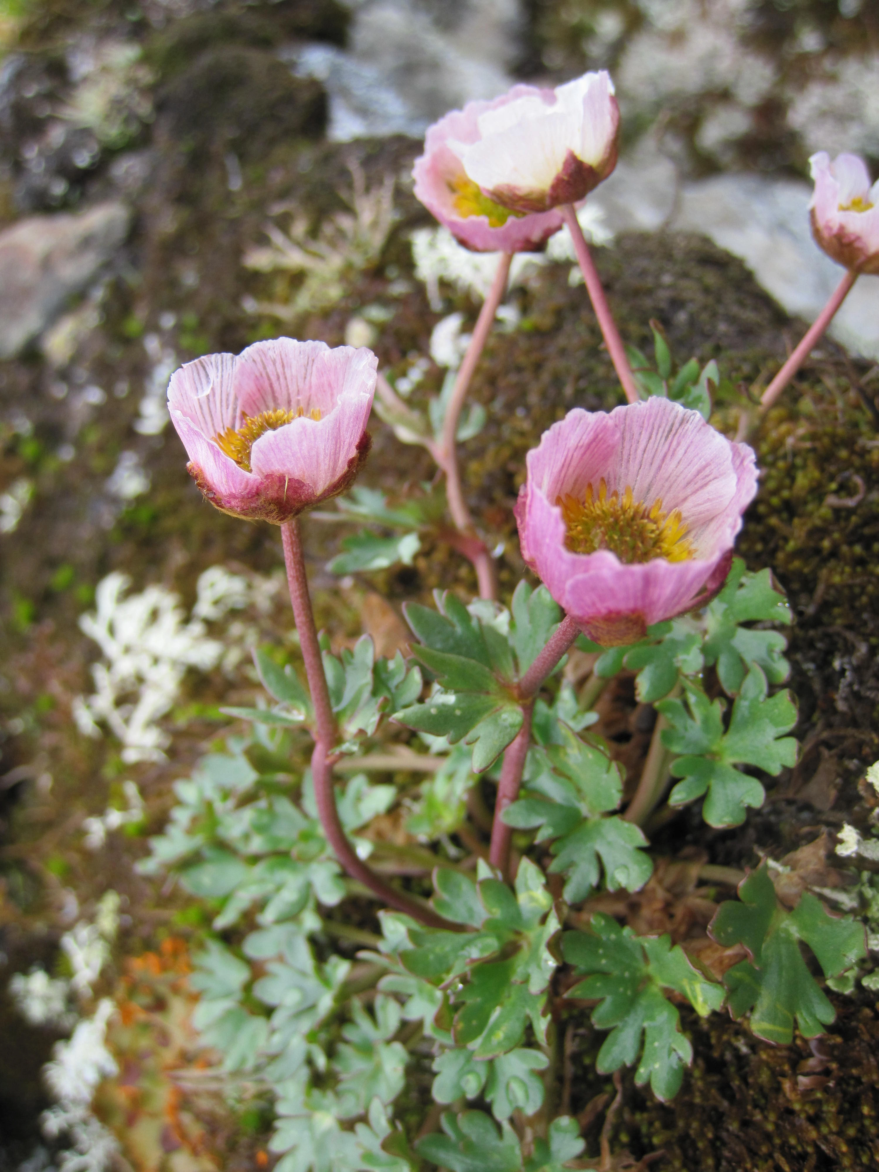 : Ranunculus glacialis.