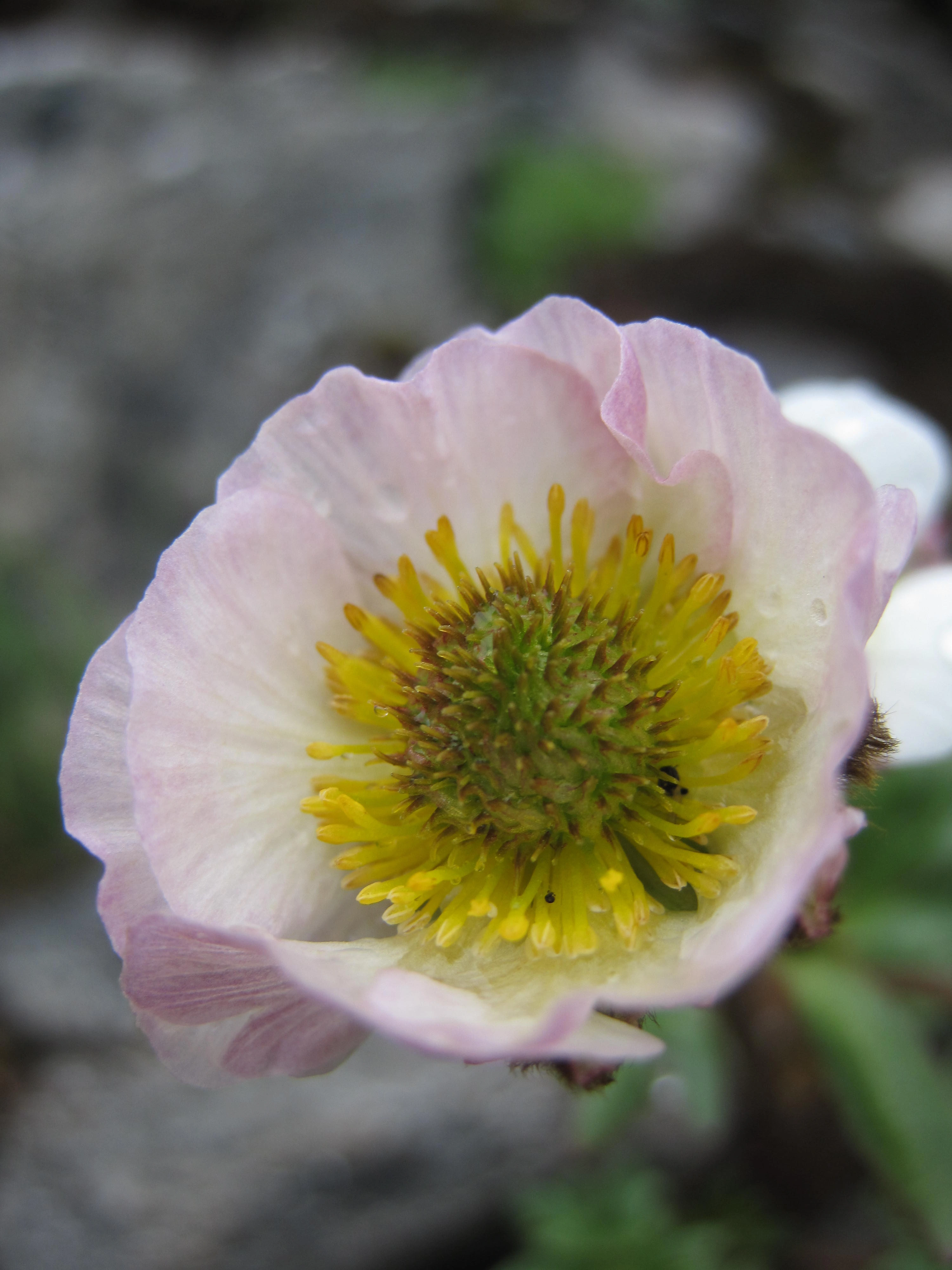 : Ranunculus glacialis.