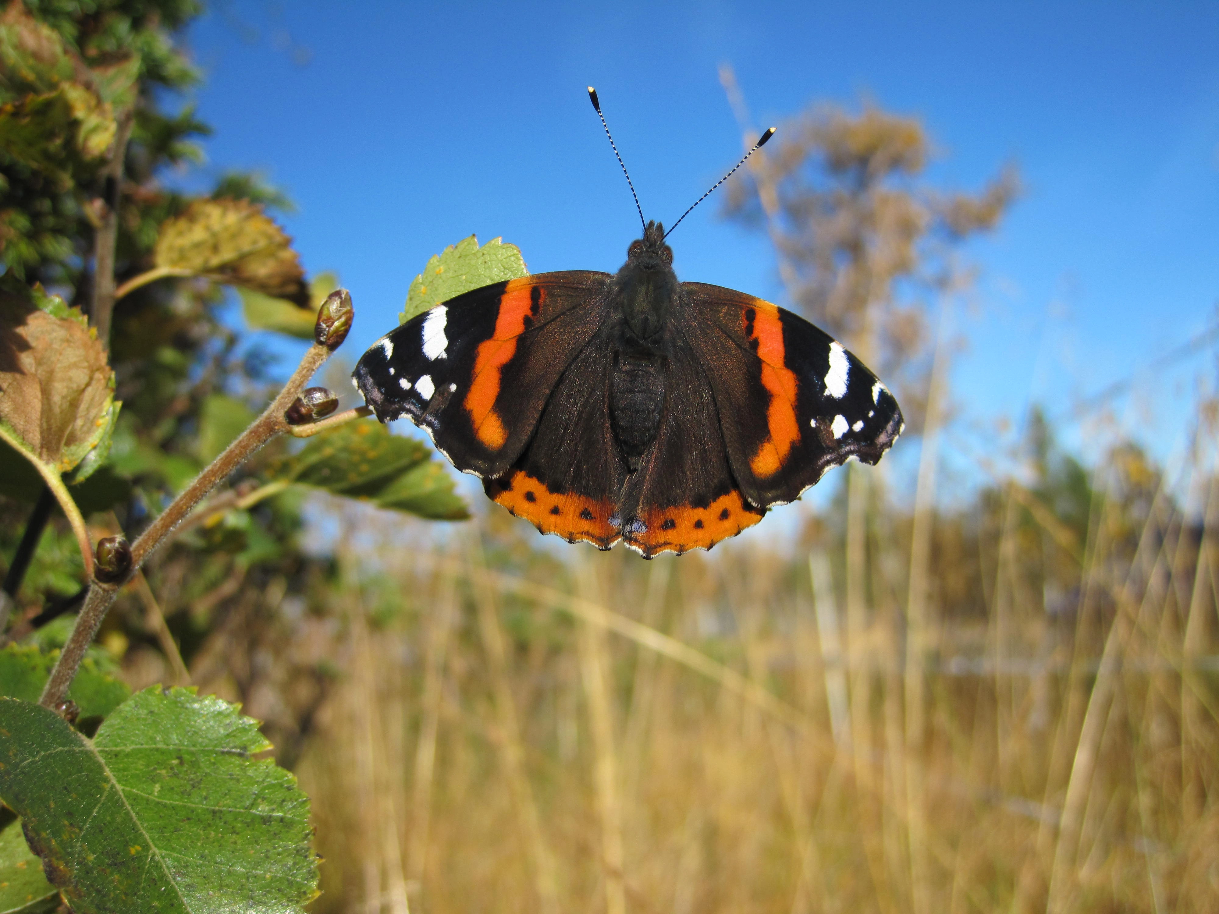 : Vanessa atalanta.