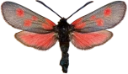 : Zygaena viciae.