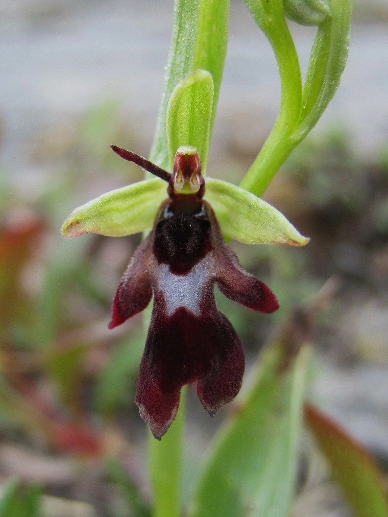 : Ophrys insectifera.