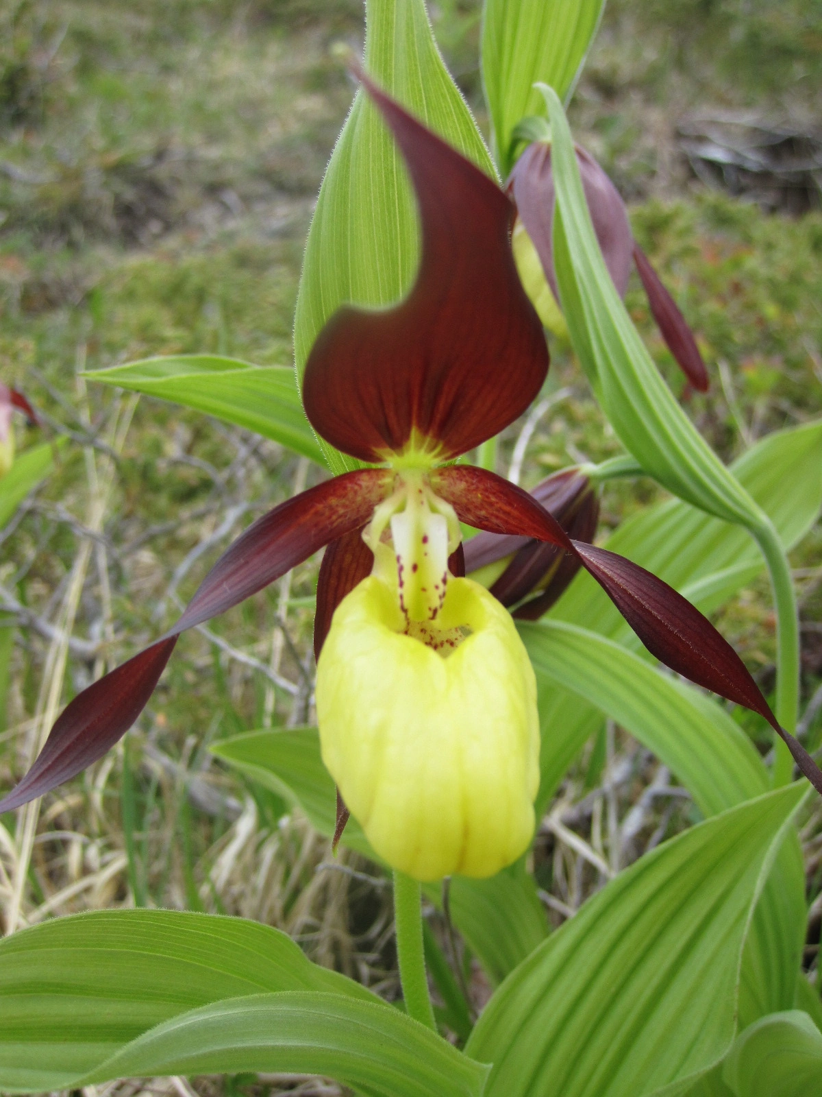 : Cypripedium calceolus.