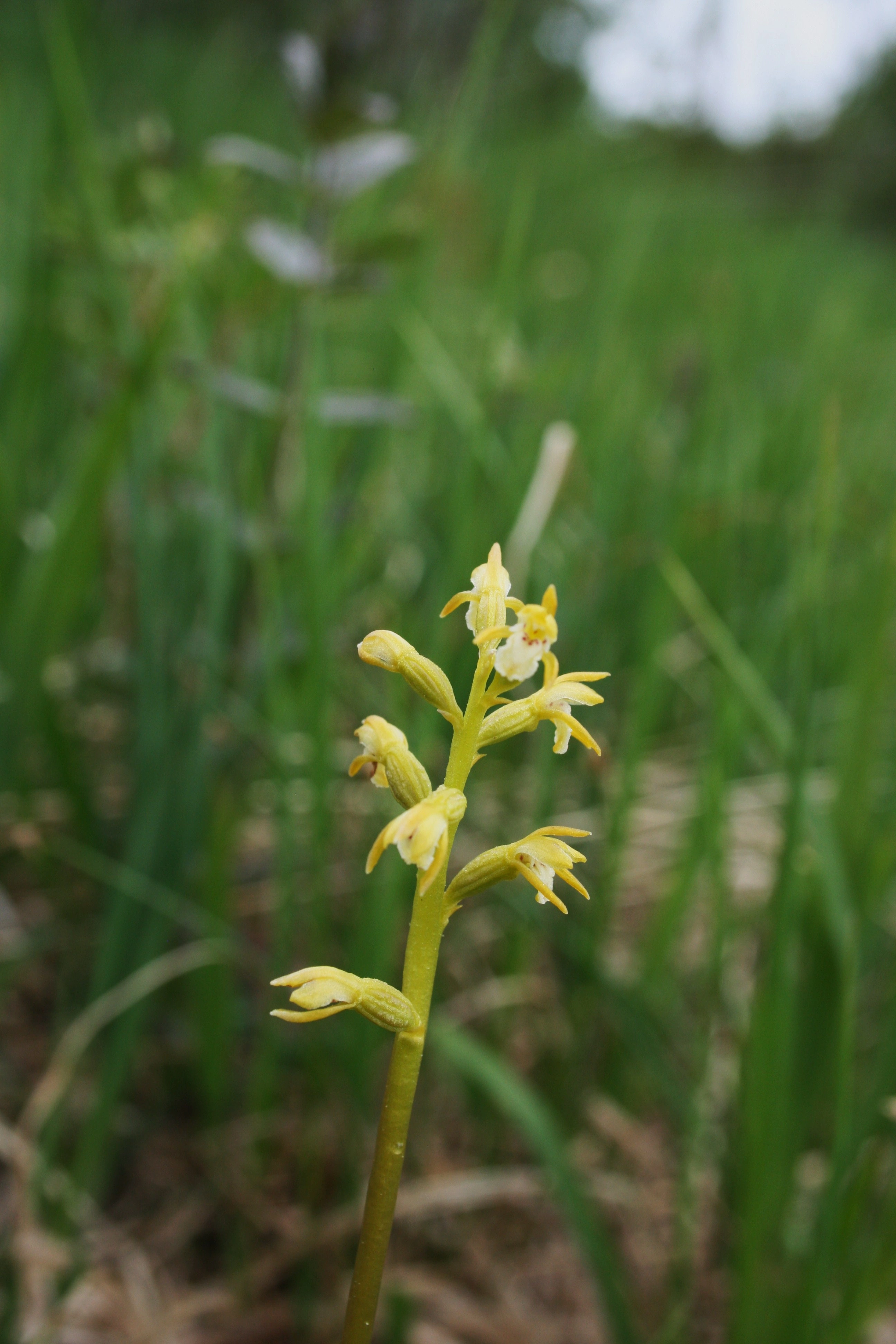 : Corallorhiza trifida.