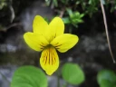 : Viola biflora.