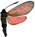 : Zygaena viciae.