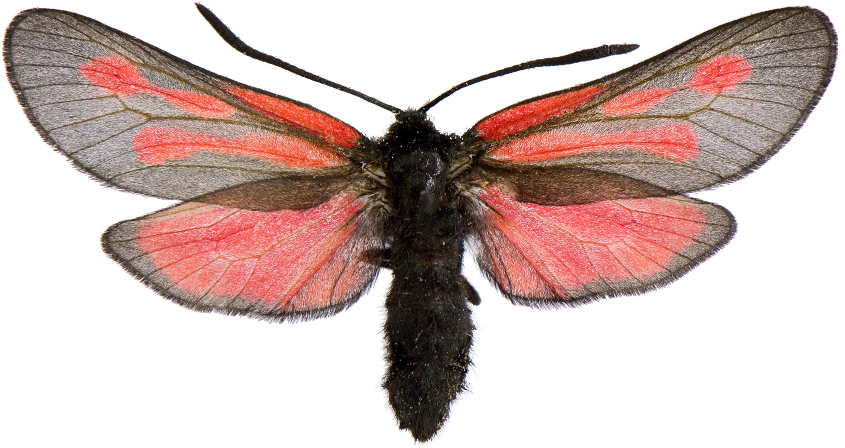 : Zygaena osterodensis.