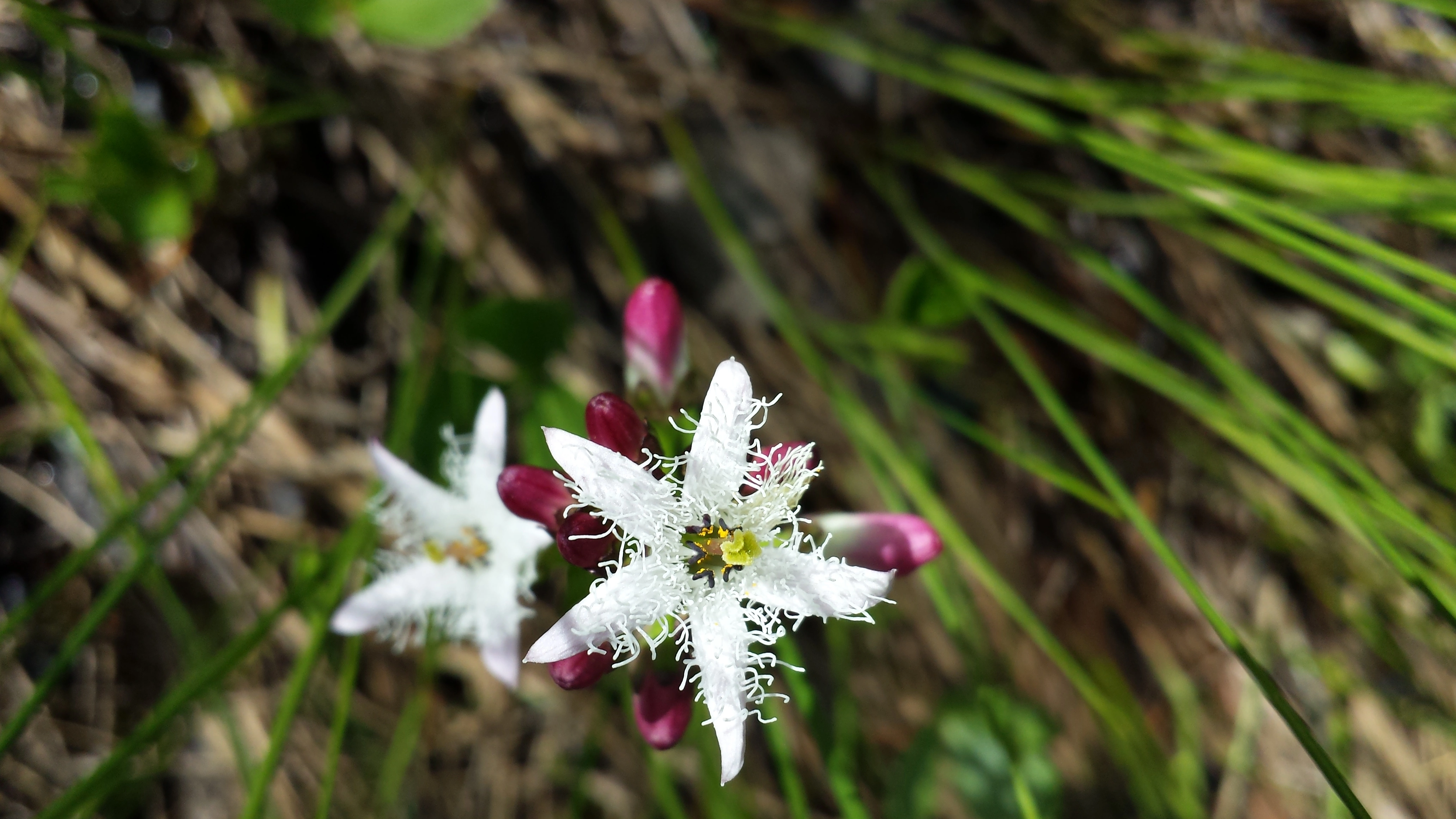 : Menyanthes trifoliata.