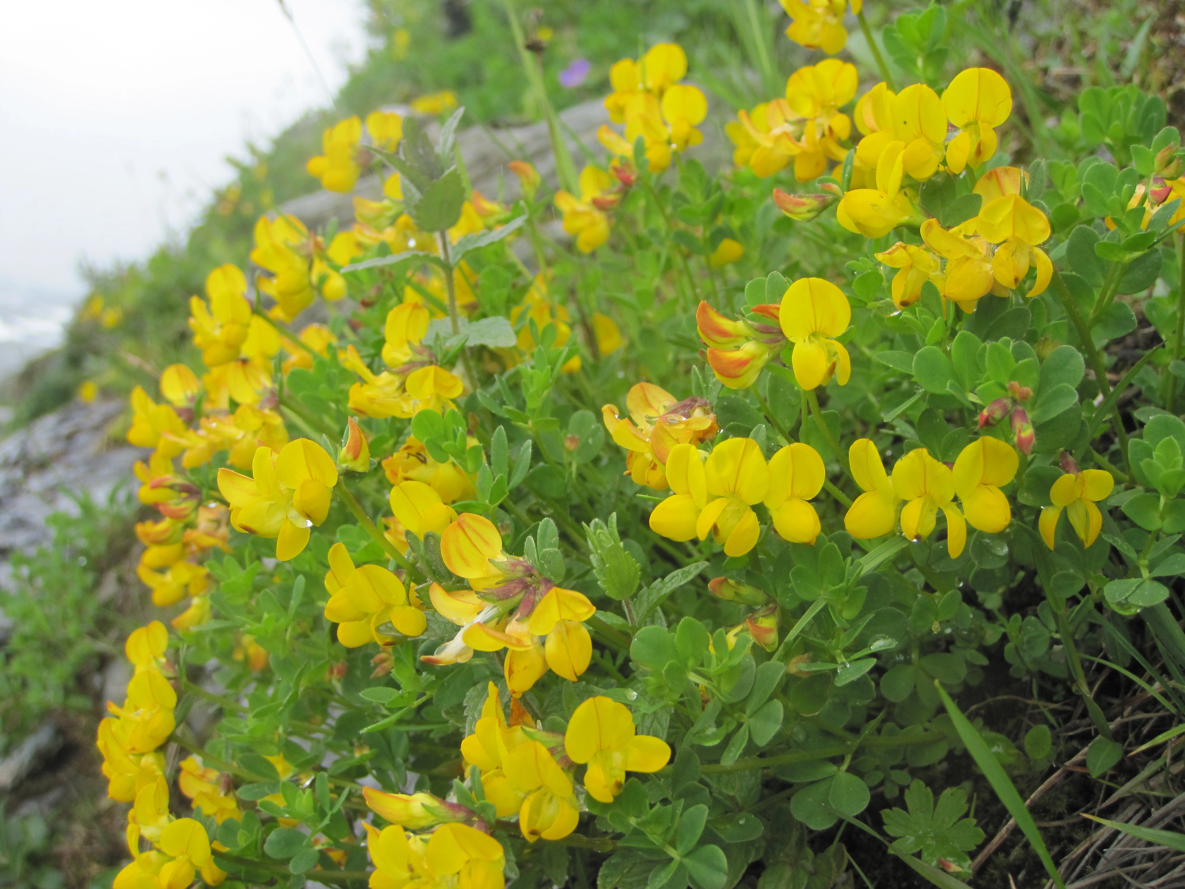 : Lotus corniculatus.