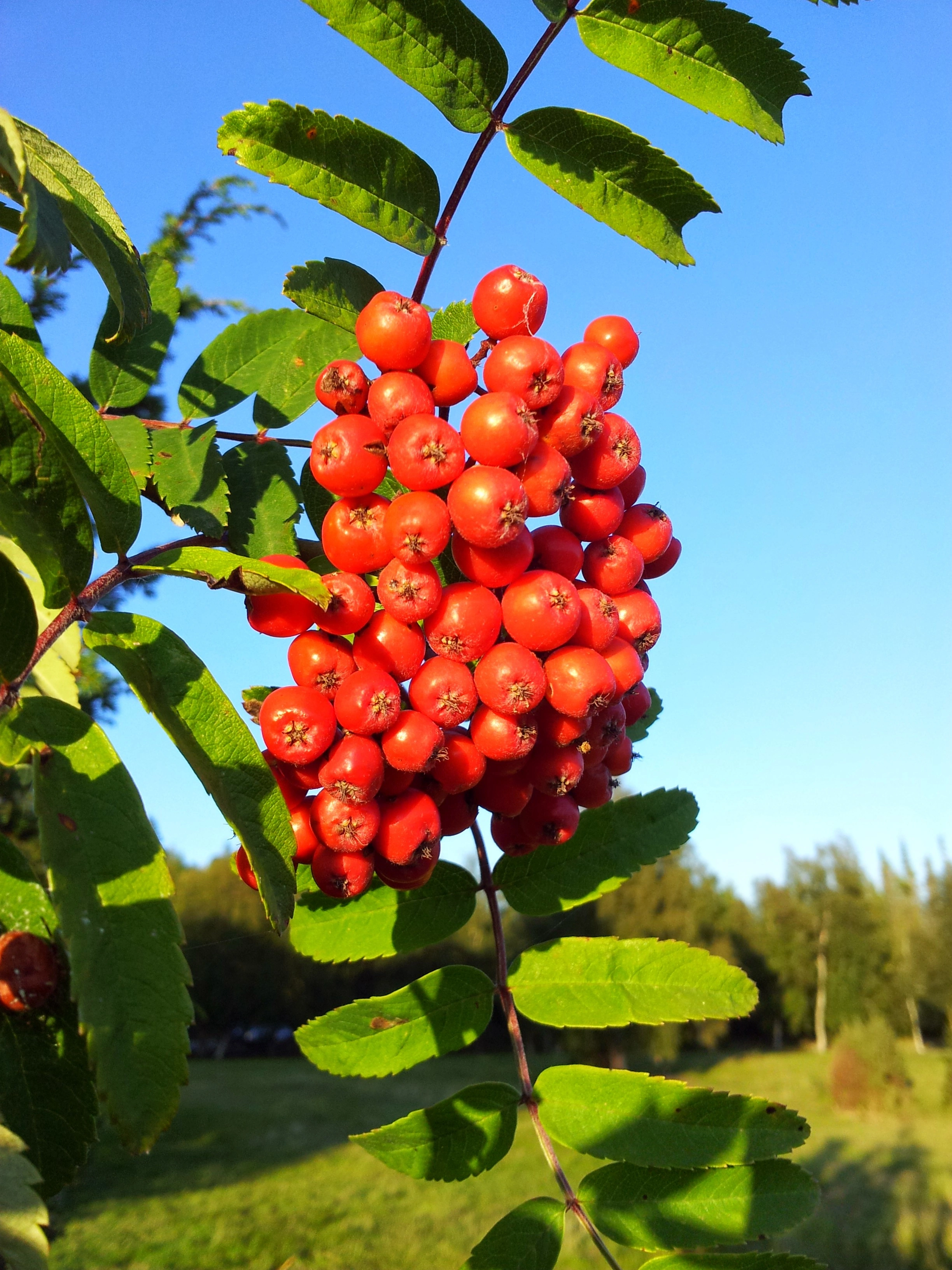 : Sorbus aucuparia.