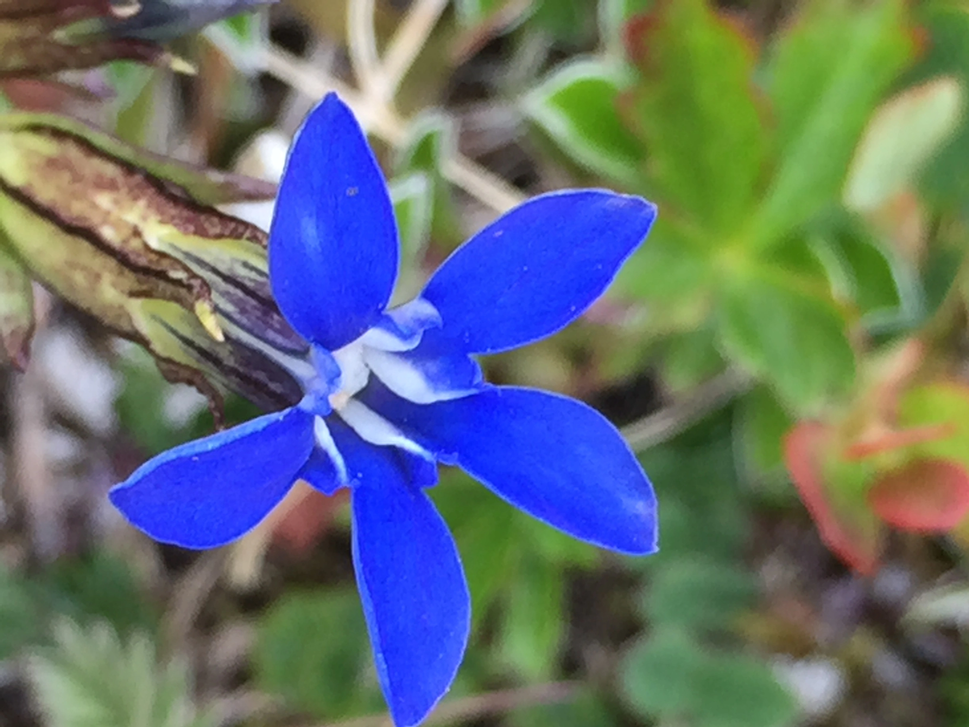 : Gentiana nivalis.