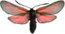 : Zygaena osterodensis.