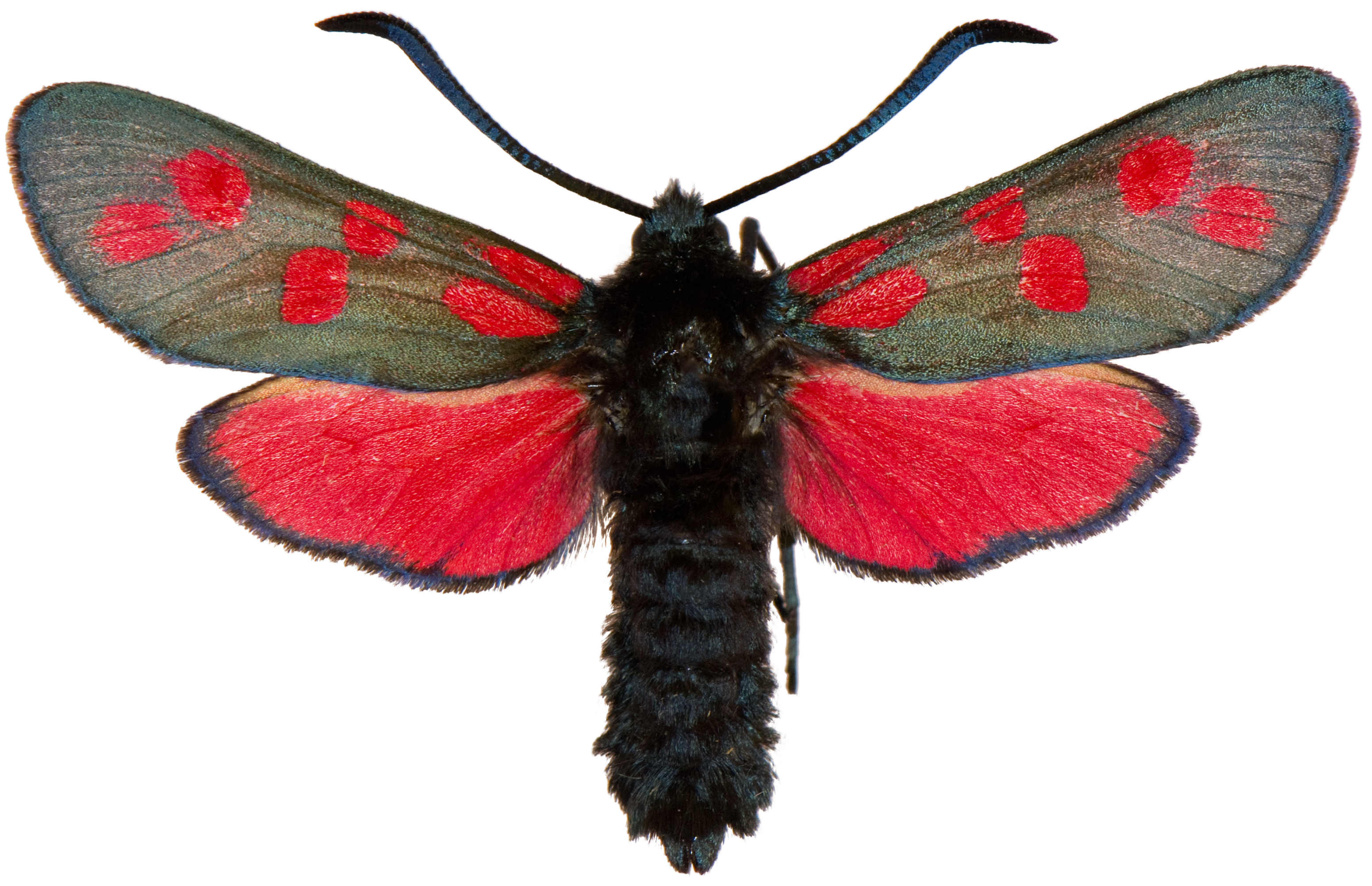 : Zygaena filipendulae.