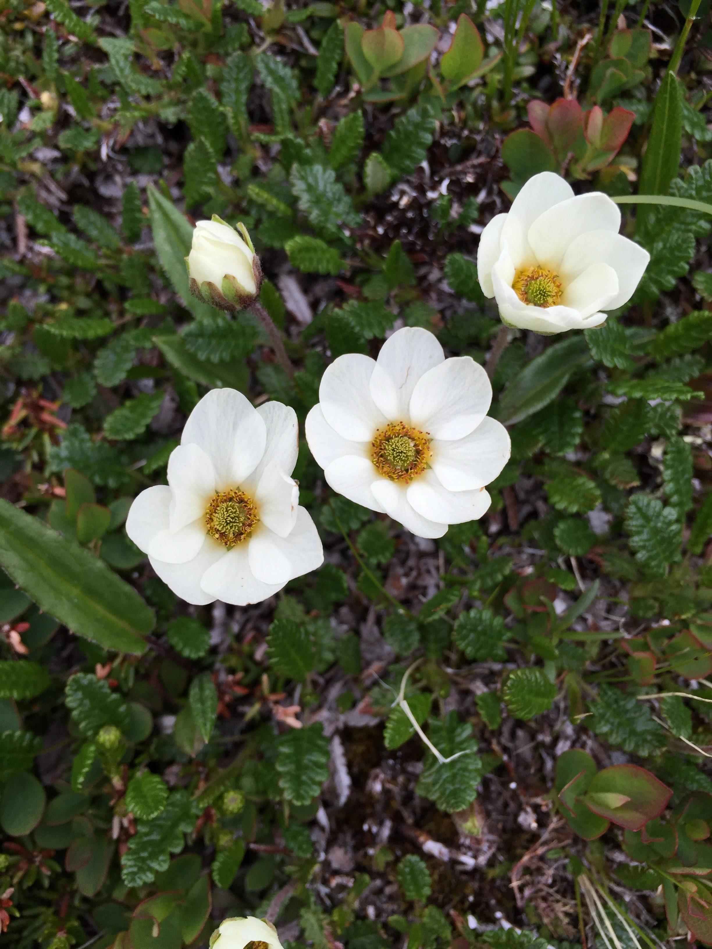 : Dryas octopetala.