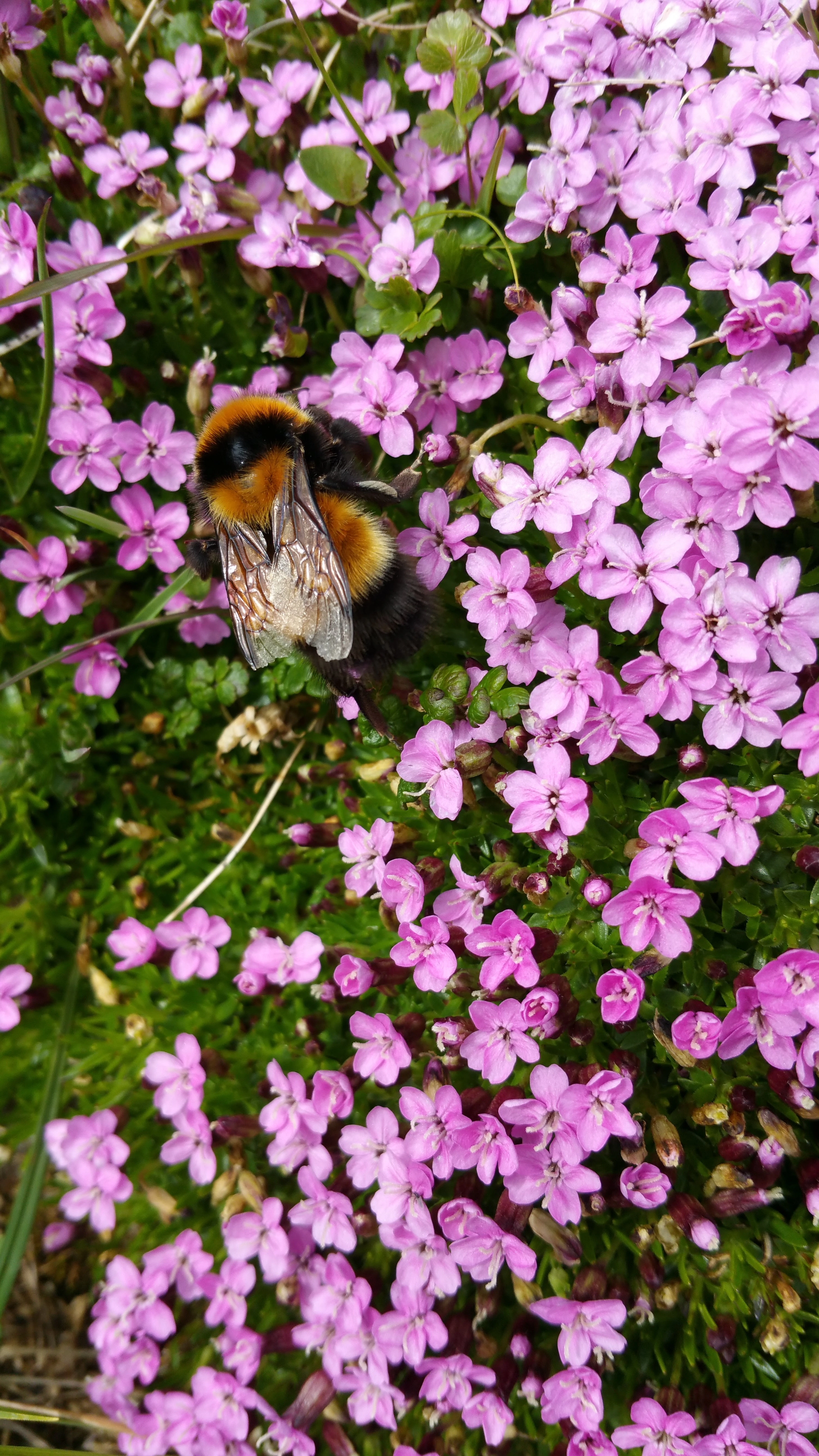 : Bombus (Alpinobombus) hyperboreus.