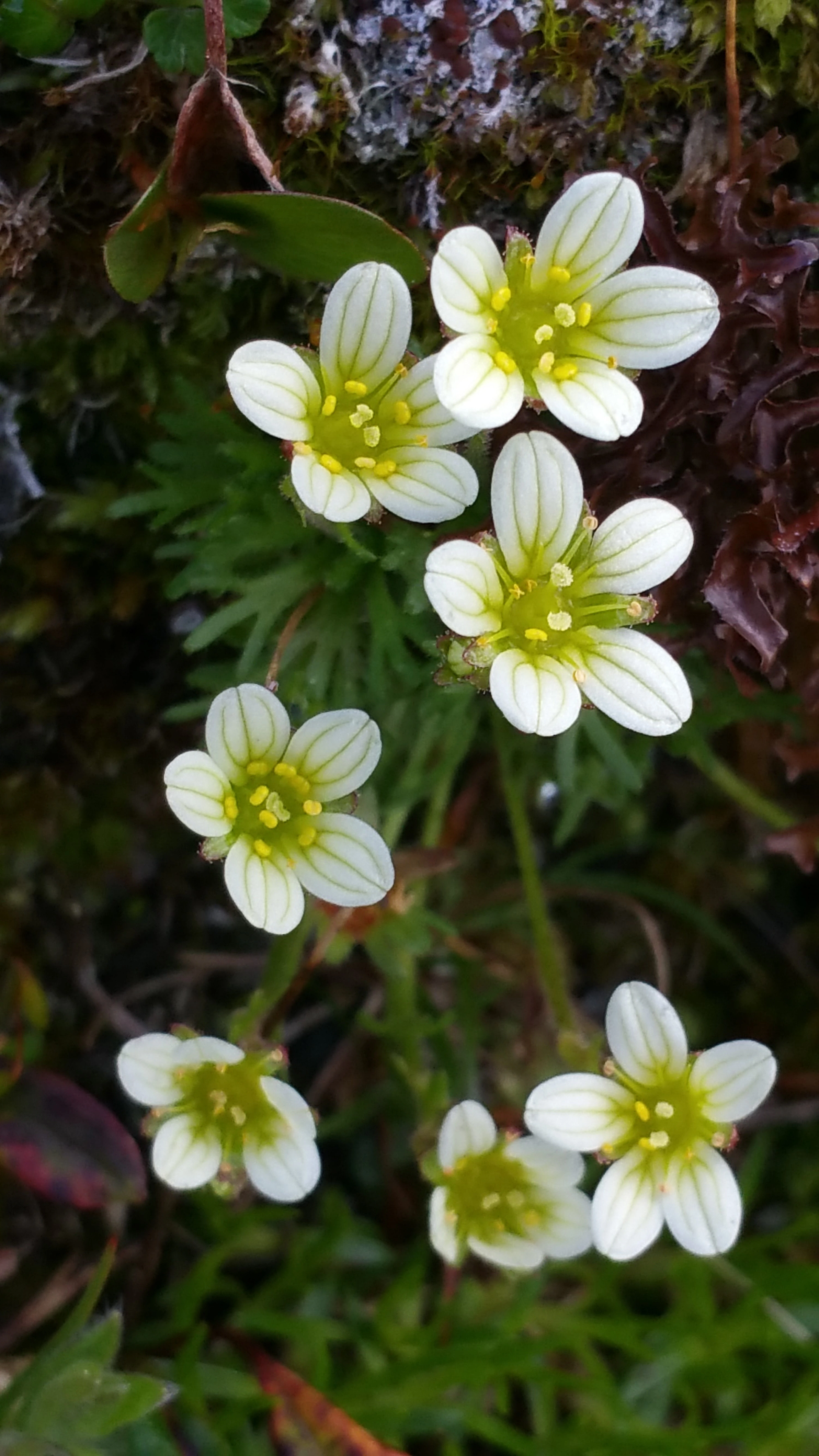 : Saxifraga cespitosa.