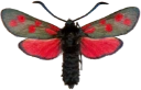 : Zygaena filipendulae.