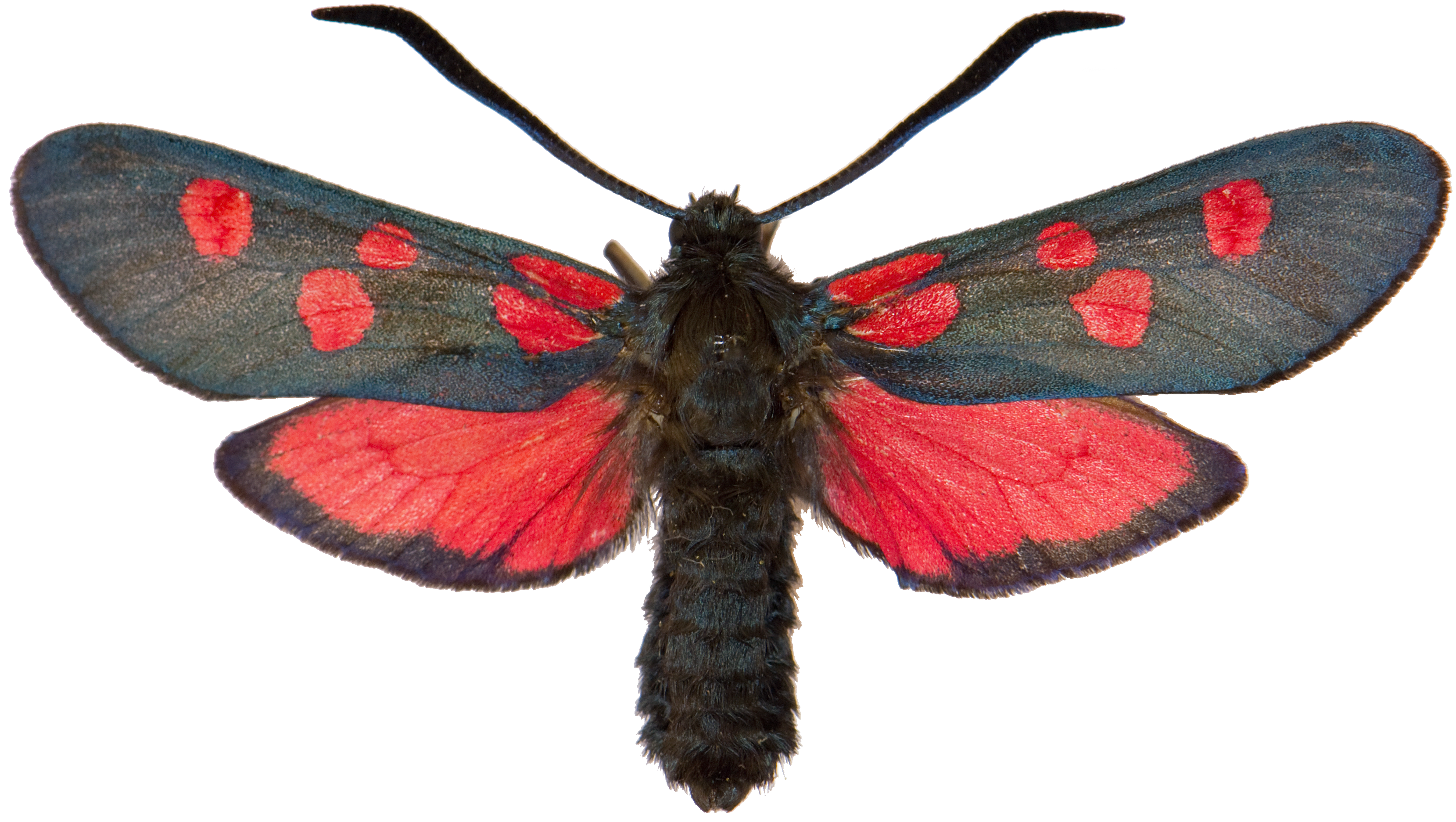 : Zygaena lonicerae.