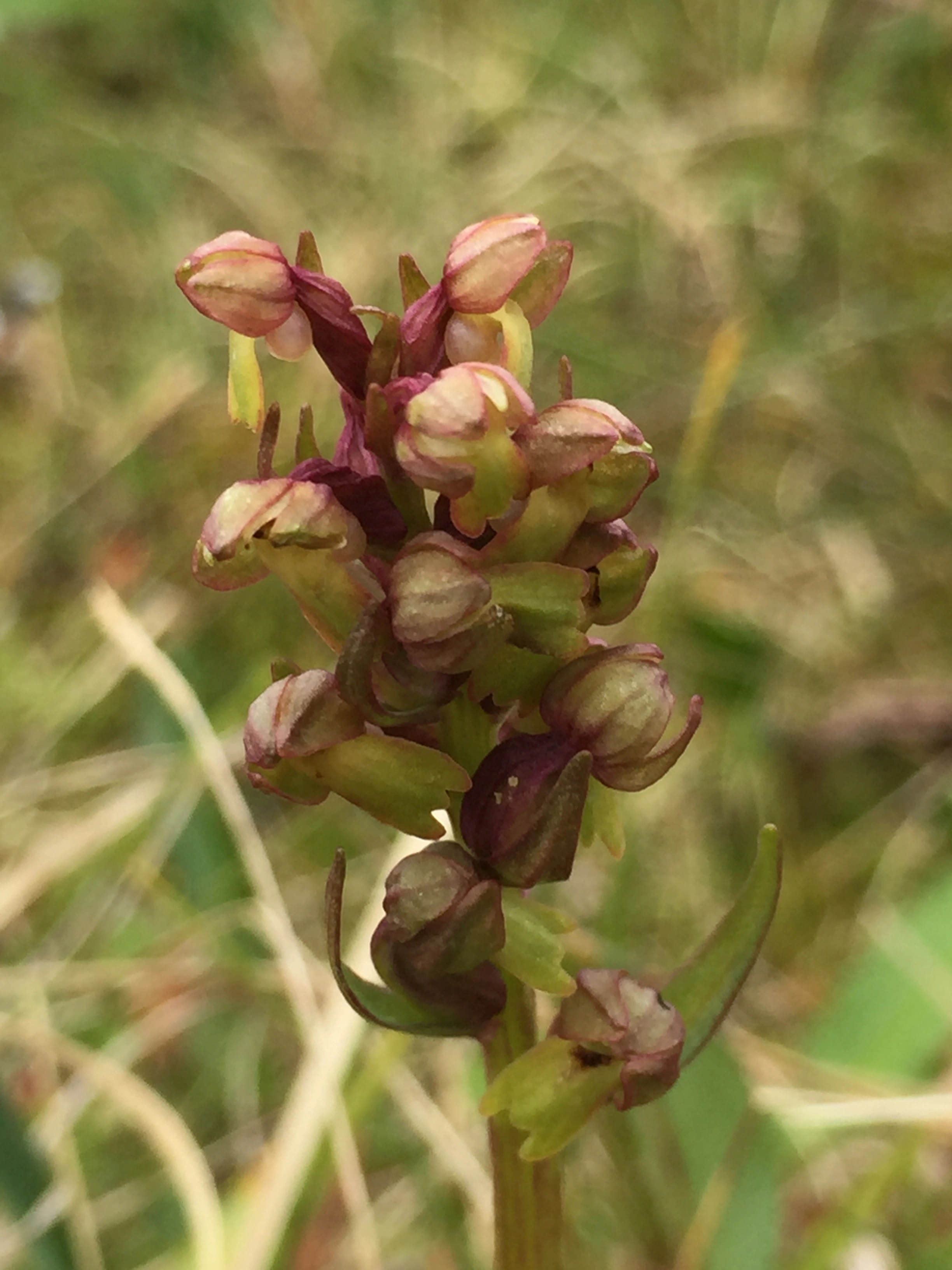 : Dactylorhiza viridis.