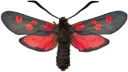 : Zygaena lonicerae.