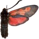 : Zygaena lonicerae.