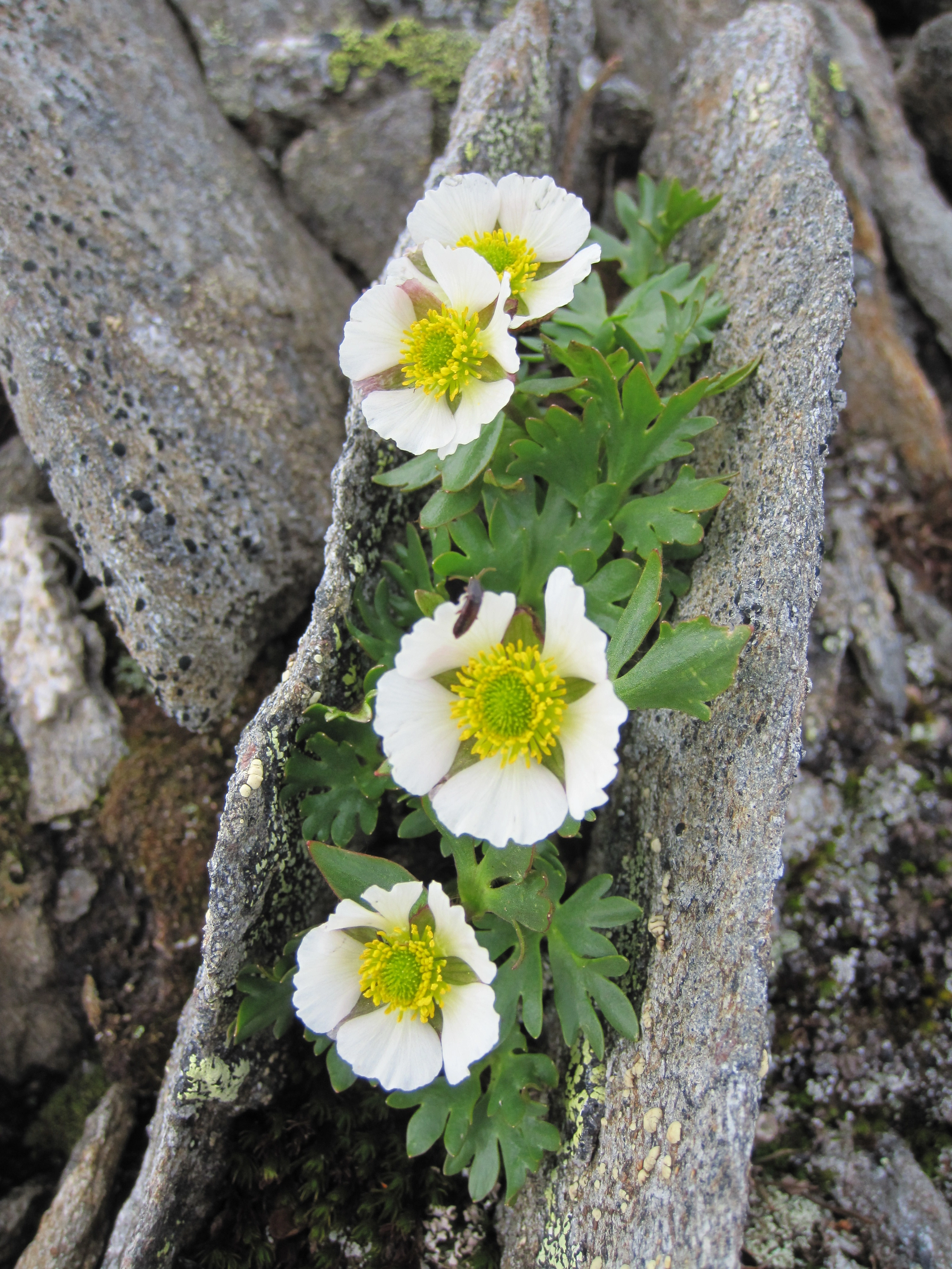 : Ranunculus glacialis.