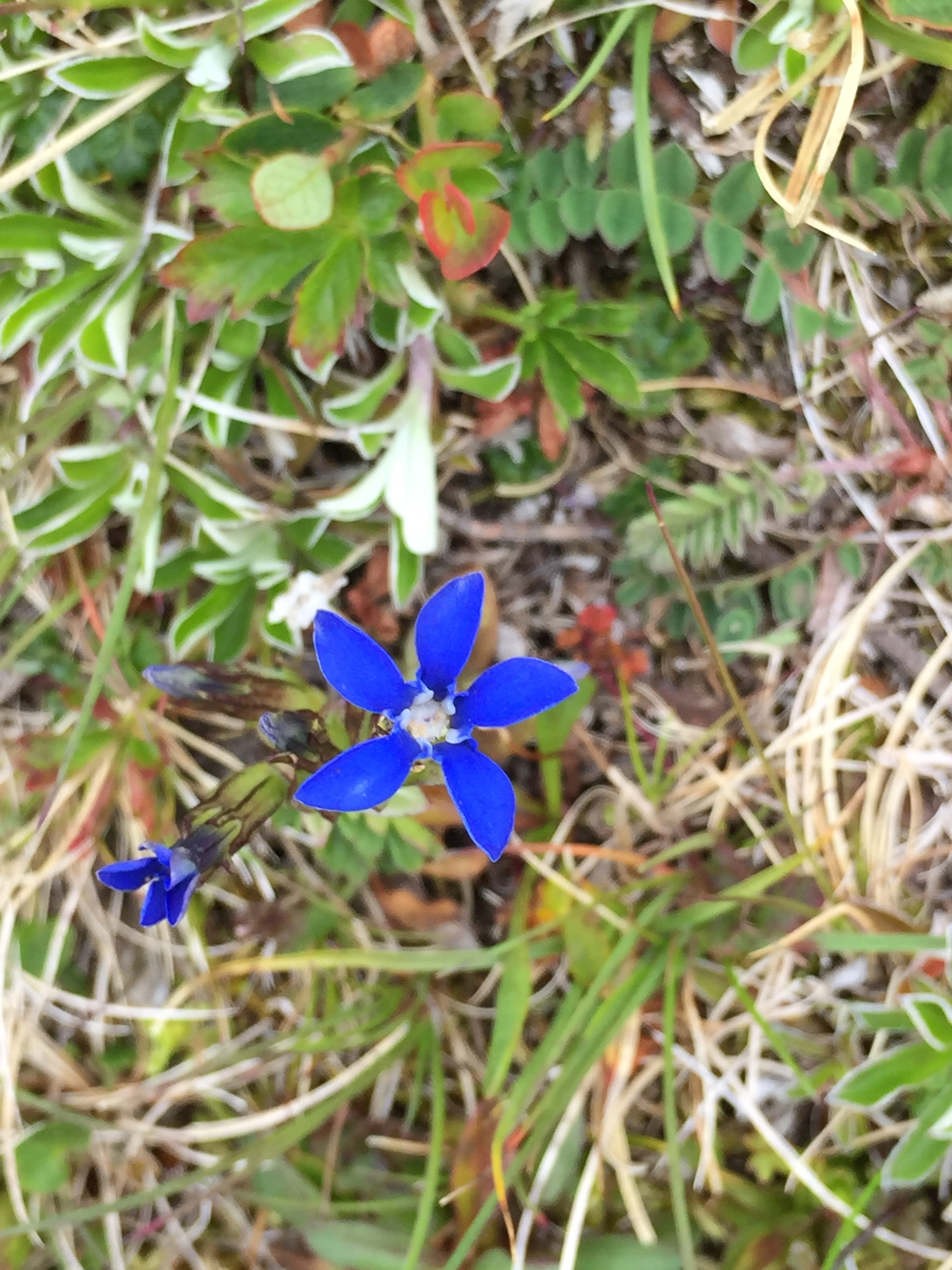 : Gentiana nivalis.