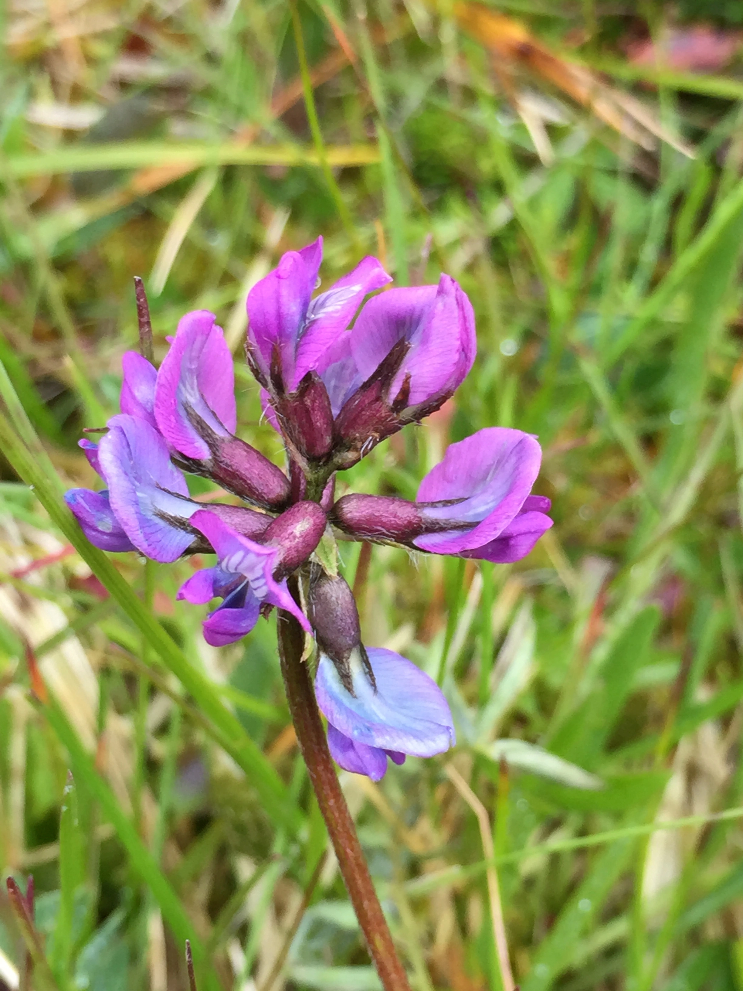 : Oxytropis lapponica.