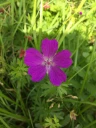 : Geranium sanguineum.