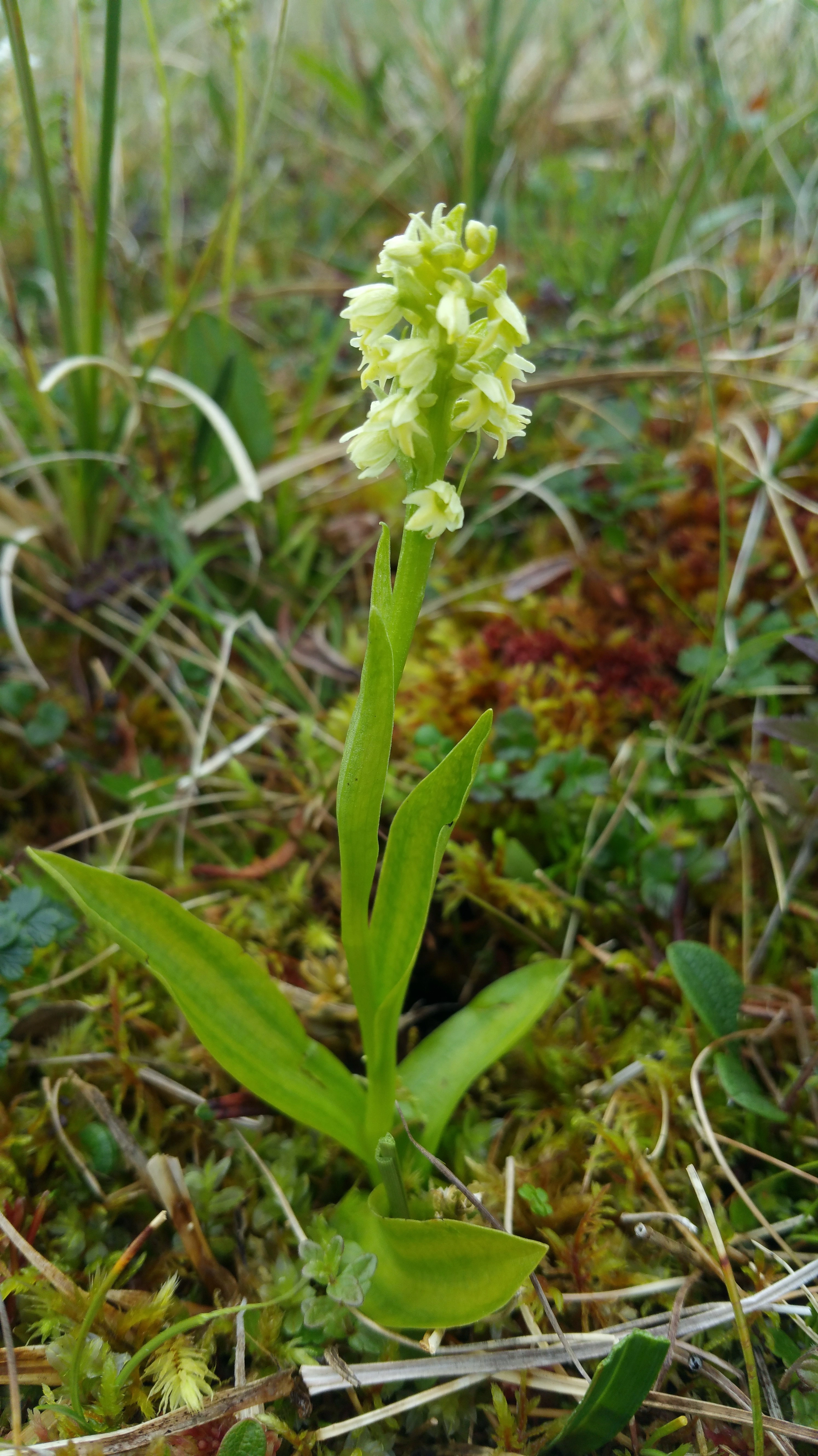 : Pseudorchis straminea.