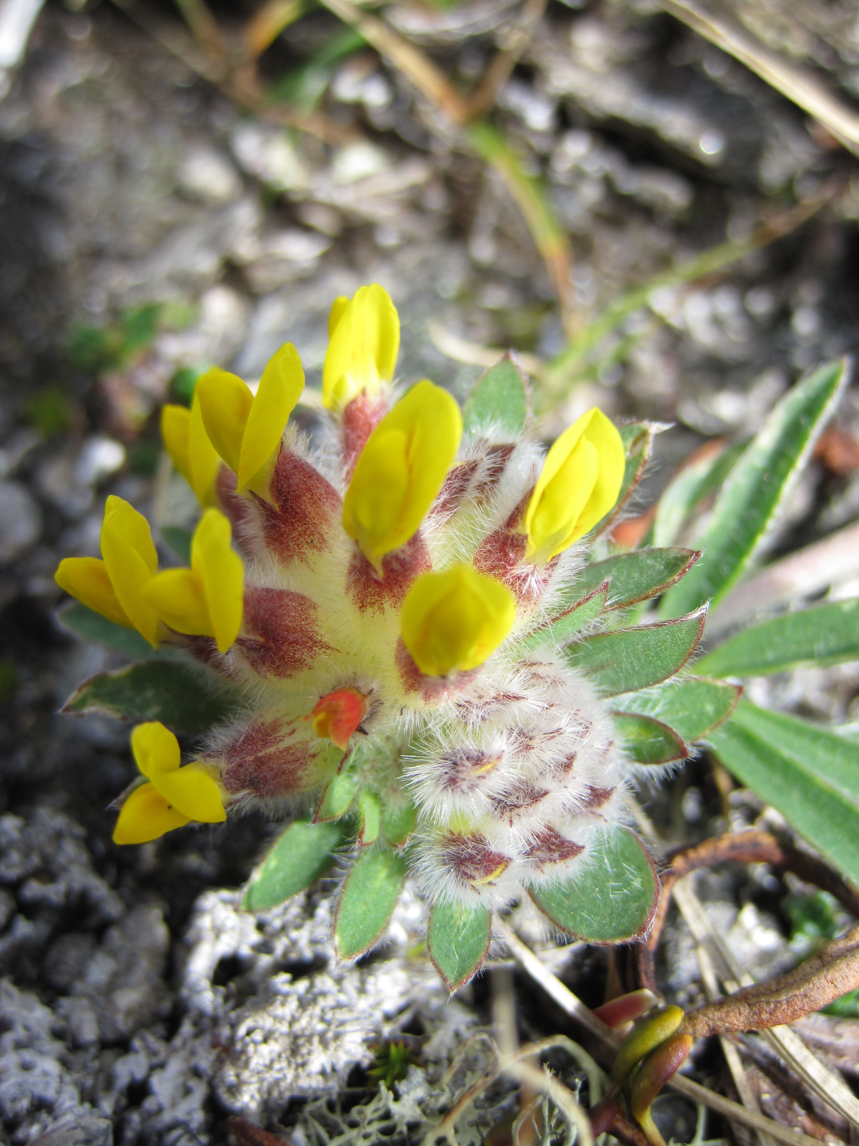 : Anthyllis vulneraria lapponica.