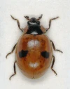 : Adalia bipunctata.