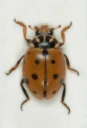 : Hippodamia variegata.