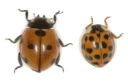 : Coccinella septempunctata. : Harmonia axyridis.