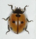 : Coccinella septempunctata.