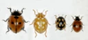 : Coccinella septempunctata. : Halyzia sedecimguttata. : Propylea quatuordecimpunctata. : Adalia bipunctata.