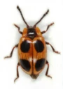 : Endomychus coccineus.