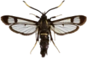 : Synanthedon spheciformis.