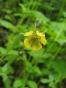: Geum.