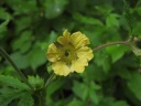 : Geum.
