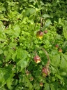 : Geum.