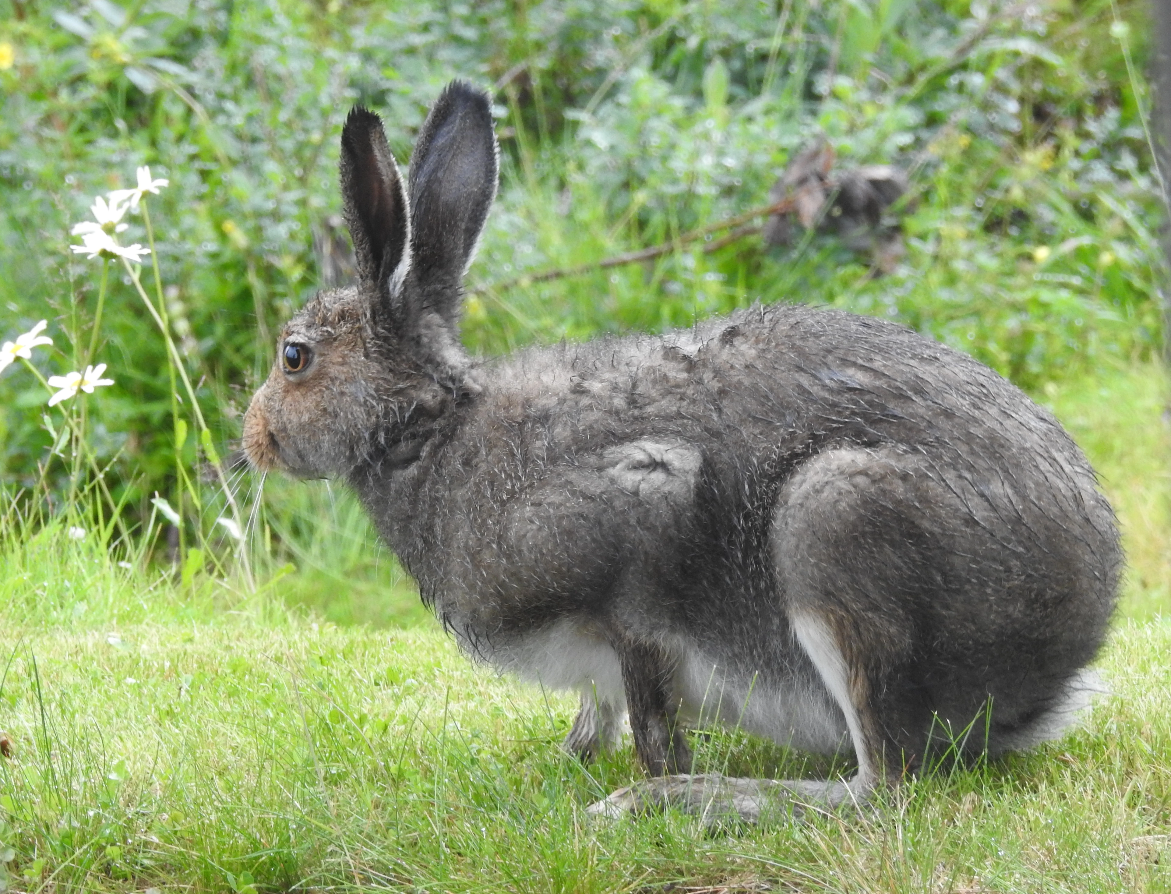 : Lepus timidus.