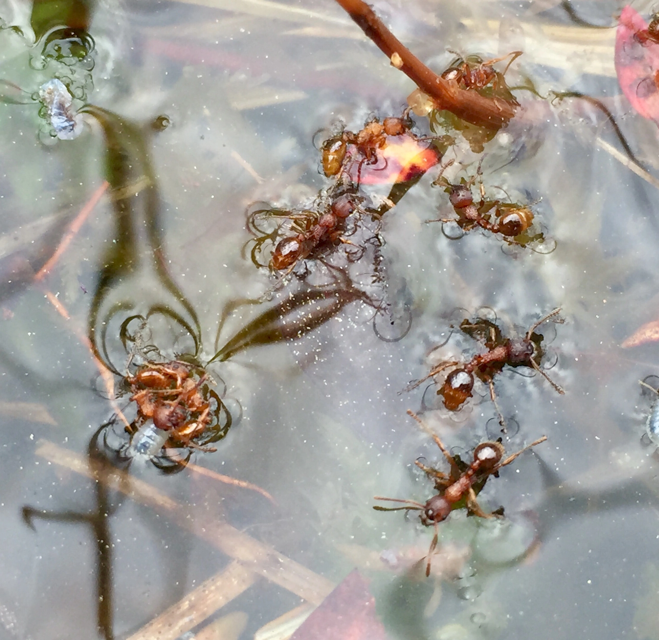 : Myrmica gallienii.