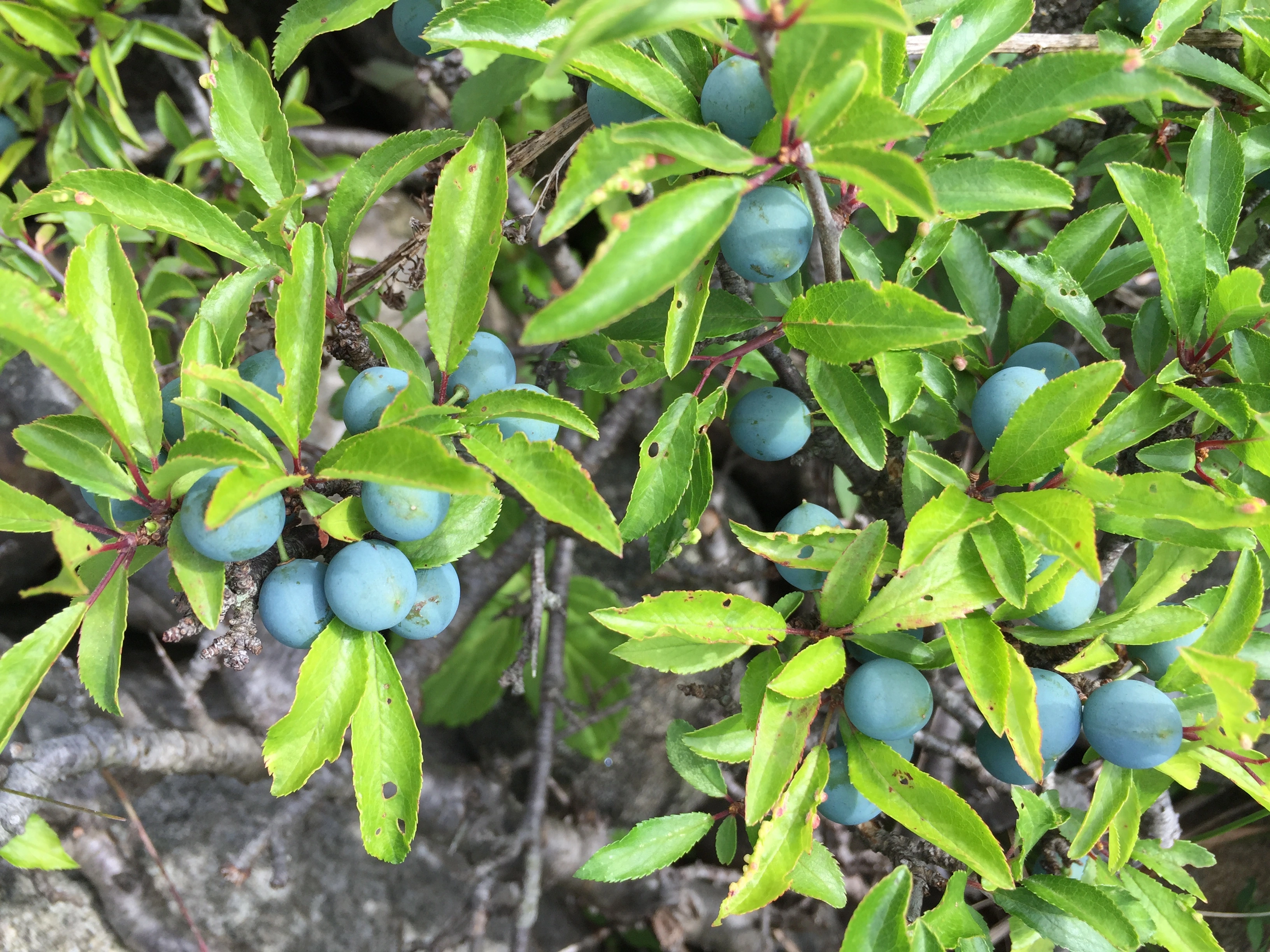 : Prunus spinosa.