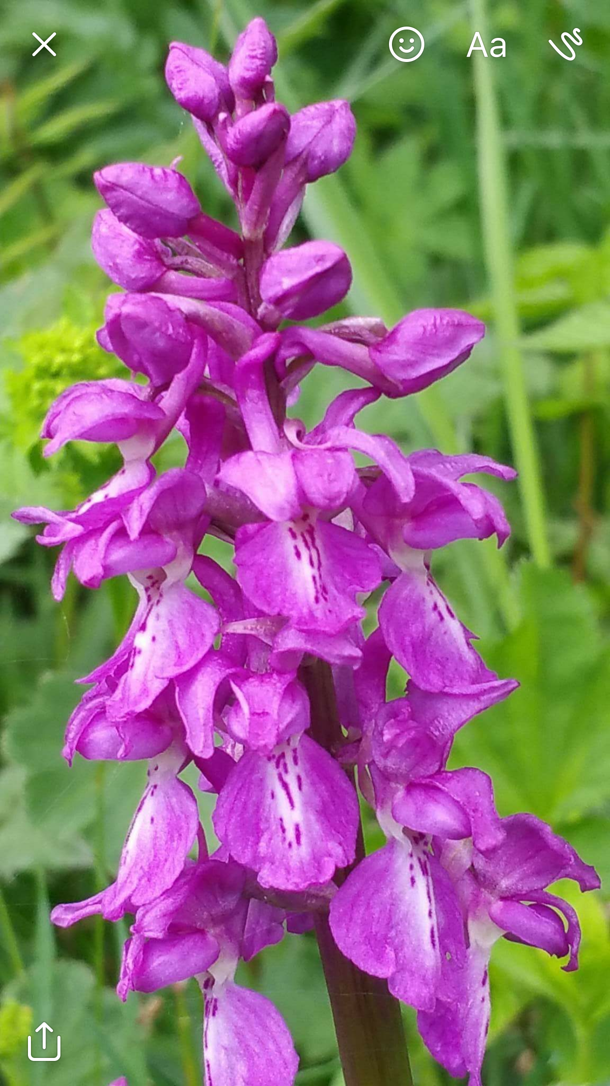 : Orchis mascula.